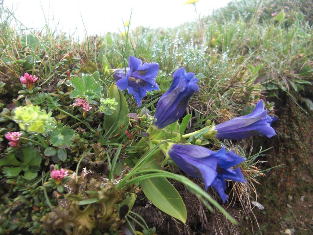 Ruhige Wohnung Mit Schoenem Eigengarten In Seeboden Am Millstaettersee Buitenkant foto