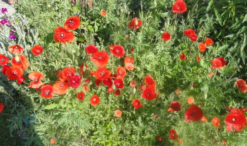Ruhige Wohnung Mit Schoenem Eigengarten In Seeboden Am Millstaettersee Buitenkant foto